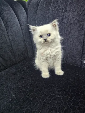 Pure Himalayan Kittin