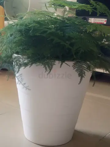 Asparagus plant