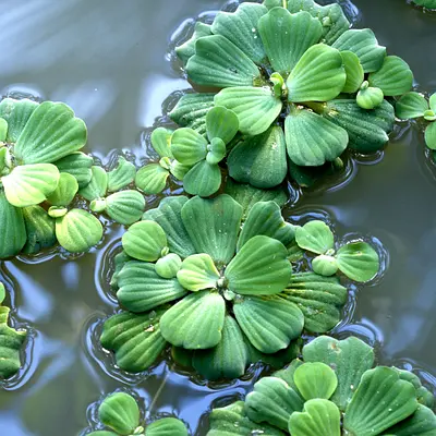 water lettuce