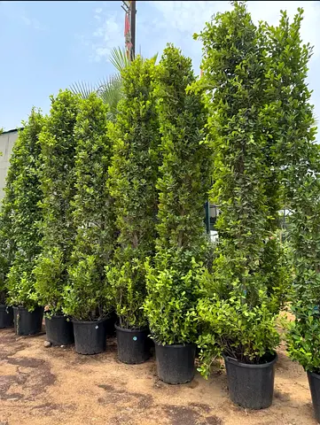 Ficus tree 2meter Hight available with fixing and delivery