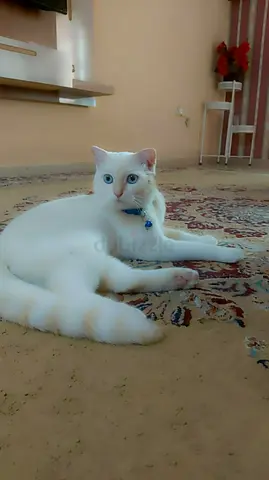 Adorable Cat looking for home