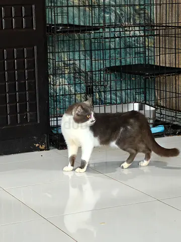 Adopt a Charming Cat Today! 3 years old