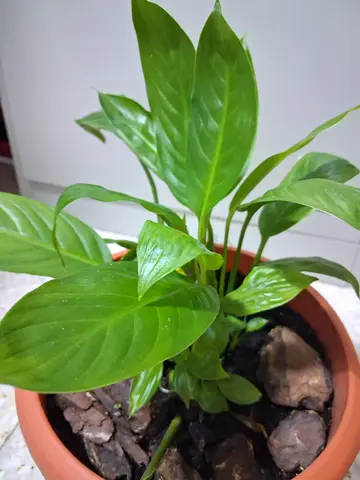 Peace Lily and Snake Plant