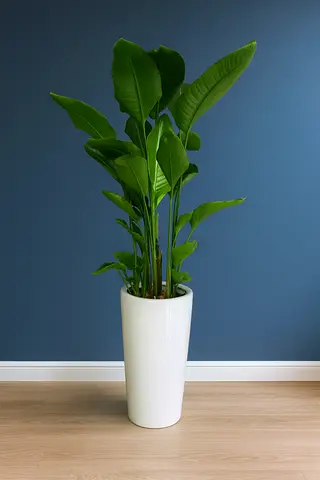 Bird of Paradise Indoor Plant with White Pot