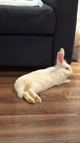 White rabbit Sharjah Tawoon