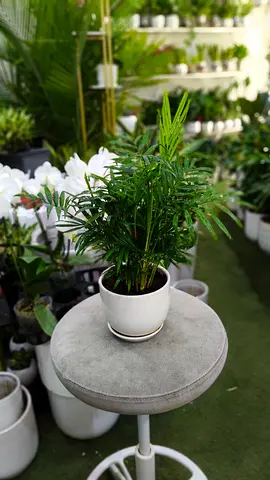 Well Chamaedorea palm indoor