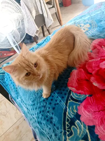 Adorable Ginger Cat Looking for a Loving Home .pls msg me if anyone need.