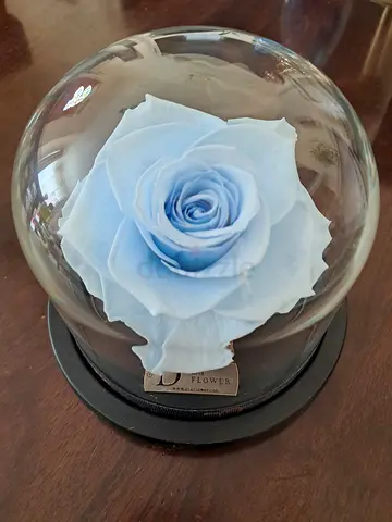 Preserved Blue Rose Under Glass Dome,Dia Flowers