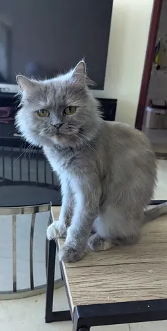 Beautiful Persian/British Cat Free