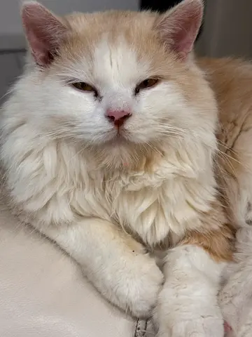 Adorable Persian Cat Looking for a Loving Home