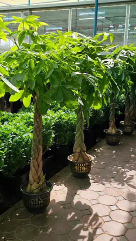 Beautiful Potted Papaya Trees for Sale