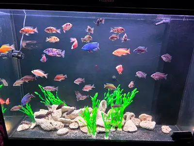 Used Kakei Aquarium 120cm with accessories