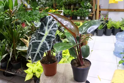 Philodendron, Alocasia Low maintenance indoor plant