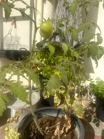 Tomato plant for sale