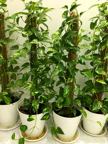 Beautiful Climbing Plants with pot - Best for indoor