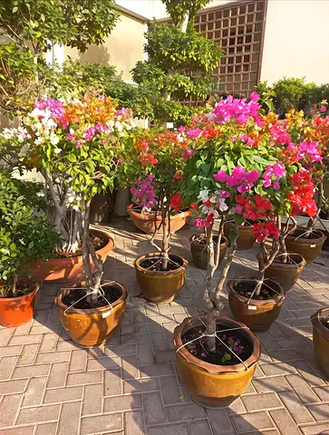 Vibrant Bougainvillea Plants for Your Garden