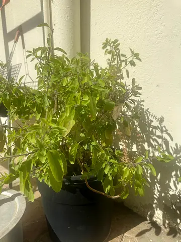 Bushy tulsi plant for sale