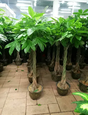 Beautiful Potted Papaya Trees for Sale