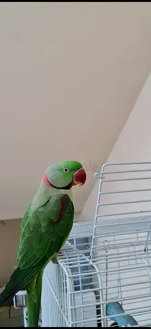 Lost parrot