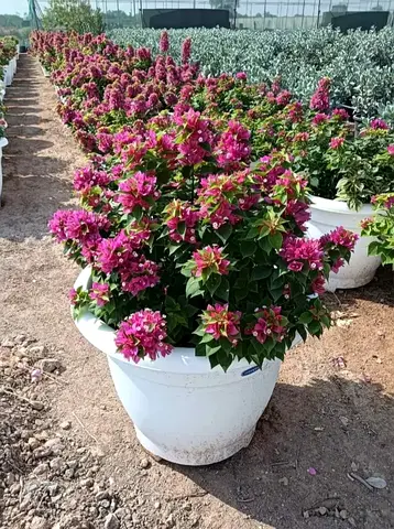 Vibrant Bougainvillea Plant in Pot