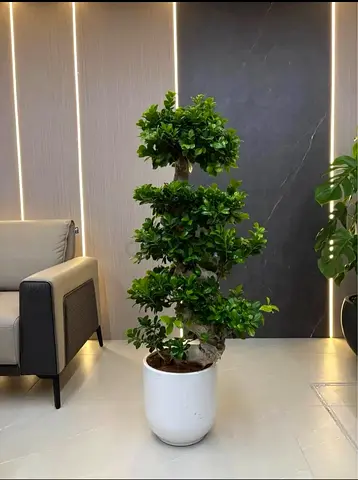 Stylish Bonsai Plant for Home Decor