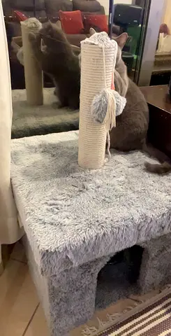 Cozy Cat Scratching Post with Plush Base