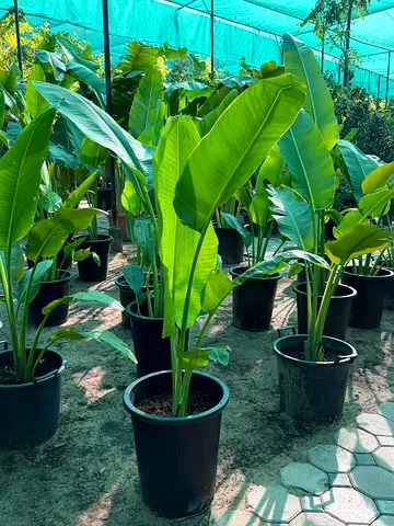 Traveller’s Palm Ravenala Madagascariensis 2meter