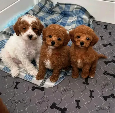 Adorable Poodle Puppies Looking for a Loving Home!