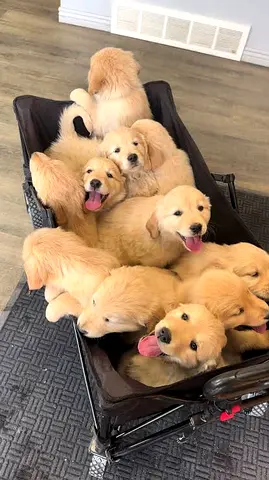 Adorable Golden Retriever Puppies Looking for Loving Homes