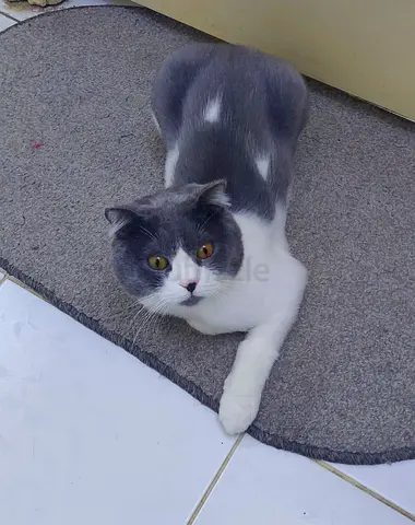 MALE CAT FOR FREE ADOPTION