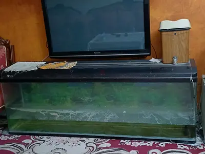 fish aquarium