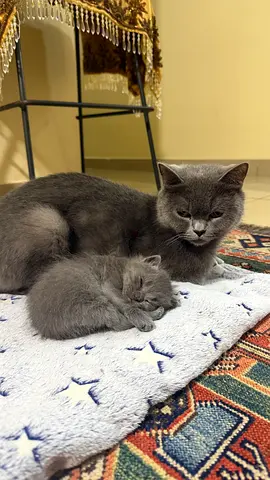 Adorable Grey Kitten and mom Looking for a Loving Home