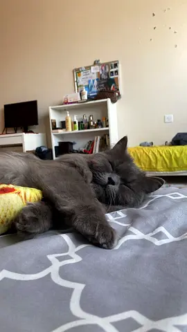 Adorable Grey British Cat Looking for a Loving Home