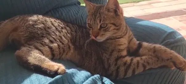 (Free) Urgent kitten for Adoption