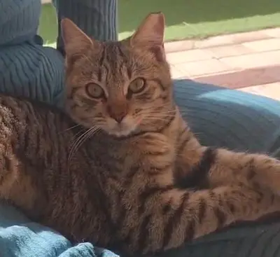 (Free) Urgent kitten for Adoption