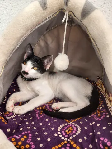 Bingo lovely male kitten is for adoption