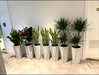 Elegant Indoor Plant Collection in Stylish Pots