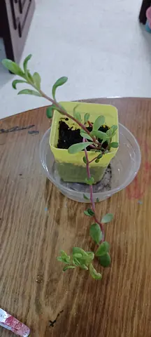 Potted Succulent Plant for Home Decor
