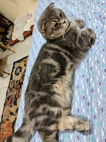 Free adoption for cats caring family only