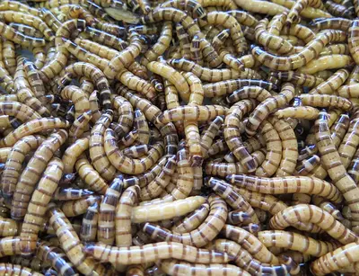 للبيع دود سوبر ميل وورم حي