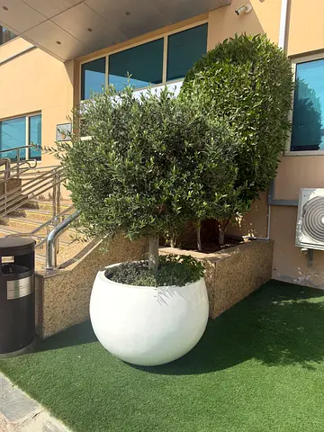Elegant Garden Planter with Olive Tree
