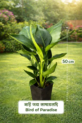 Bird of paradise plant