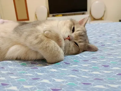 Free adoption for cats caring family only