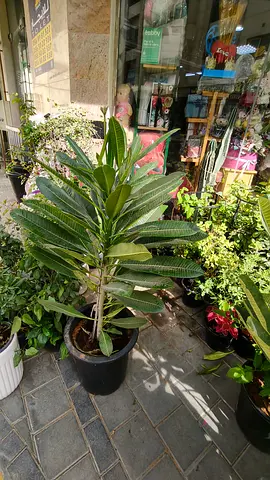 Well outdoor plant ferongi paneer