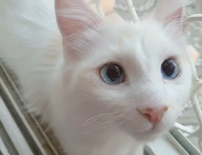 2 lovely Turkish angora