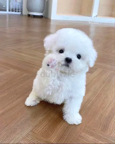 Adorable Fluffy Puppy Ready for a New Home!