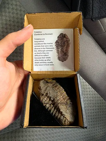 Beautiful and rare trilobite fossil (limited time)