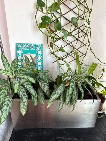 Elegant Indoor Plant Decor with Modern Planters