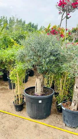 Beautiful Olive Tree in a Decorative Pot