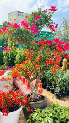 Beautiful Bougainvillea Plant with Vibrant Flowers